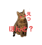 ベンガル猫の大福さん（個別スタンプ：1）