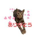 ベンガル猫の大福さん（個別スタンプ：2）