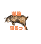 ベンガル猫の大福さん（個別スタンプ：8）