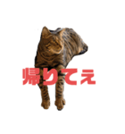 ベンガル猫の大福さん（個別スタンプ：13）