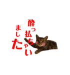 ベンガル猫の大福さん（個別スタンプ：22）