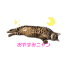 ベンガル猫の大福さん（個別スタンプ：24）
