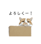 ふわふわ猫「みろ」vol.2（個別スタンプ：1）
