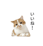 ふわふわ猫「みろ」vol.2（個別スタンプ：2）