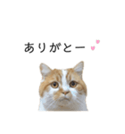 ふわふわ猫「みろ」vol.2（個別スタンプ：3）