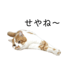 ふわふわ猫「みろ」vol.2（個別スタンプ：4）
