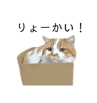 ふわふわ猫「みろ」vol.2（個別スタンプ：5）