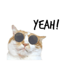 ふわふわ猫「みろ」vol.2（個別スタンプ：6）