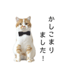 ふわふわ猫「みろ」vol.2（個別スタンプ：7）