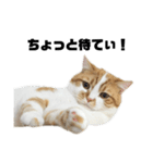 ふわふわ猫「みろ」vol.2（個別スタンプ：8）