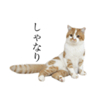 ふわふわ猫「みろ」vol.2（個別スタンプ：10）