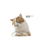 ふわふわ猫「みろ」vol.2（個別スタンプ：11）