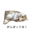 ふわふわ猫「みろ」vol.2（個別スタンプ：12）