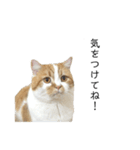 ふわふわ猫「みろ」vol.2（個別スタンプ：13）