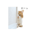 ふわふわ猫「みろ」vol.2（個別スタンプ：14）