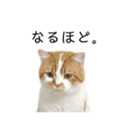 ふわふわ猫「みろ」vol.2（個別スタンプ：16）