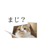 ふわふわ猫「みろ」vol.2（個別スタンプ：18）
