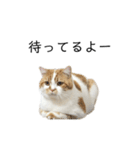 ふわふわ猫「みろ」vol.2（個別スタンプ：19）