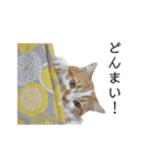 ふわふわ猫「みろ」vol.2（個別スタンプ：20）