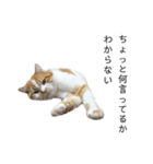 ふわふわ猫「みろ」vol.2（個別スタンプ：21）
