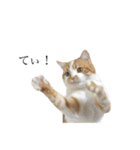 ふわふわ猫「みろ」vol.2（個別スタンプ：23）