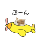 ふわふわ猫「みろ」vol.3（個別スタンプ：1）
