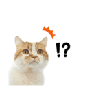 ふわふわ猫「みろ」vol.3（個別スタンプ：2）