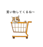 ふわふわ猫「みろ」vol.3（個別スタンプ：3）