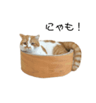 ふわふわ猫「みろ」vol.3（個別スタンプ：4）