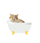 ふわふわ猫「みろ」vol.3（個別スタンプ：5）