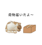 ふわふわ猫「みろ」vol.3（個別スタンプ：8）