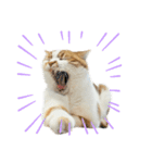 ふわふわ猫「みろ」vol.3（個別スタンプ：11）
