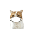 ふわふわ猫「みろ」vol.3（個別スタンプ：12）