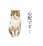ふわふわ猫「みろ」vol.3（個別スタンプ：13）
