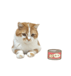 ふわふわ猫「みろ」vol.3（個別スタンプ：14）