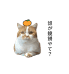 ふわふわ猫「みろ」vol.3（個別スタンプ：15）