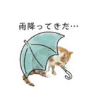 ふわふわ猫「みろ」vol.3（個別スタンプ：17）
