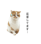 ふわふわ猫「みろ」vol.3（個別スタンプ：18）