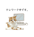 ふわふわ猫「みろ」vol.3（個別スタンプ：19）