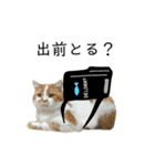 ふわふわ猫「みろ」vol.3（個別スタンプ：20）