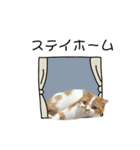 ふわふわ猫「みろ」vol.3（個別スタンプ：21）