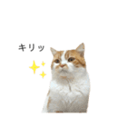 ふわふわ猫「みろ」vol.3（個別スタンプ：22）