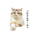 ふわふわ猫「みろ」vol.3（個別スタンプ：23）