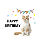 ふわふわ猫「みろ」vol.3（個別スタンプ：24）