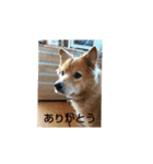 チョコチョコるん（個別スタンプ：7）