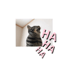 モモ君登場！（個別スタンプ：3）