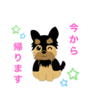ヨークシャーテリアのプーちゃんスタンプ（個別スタンプ：7）