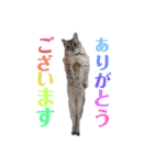 TEOYURUYUNA（個別スタンプ：5）