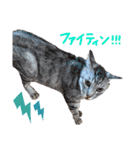 TEOYURUYUNA（個別スタンプ：16）