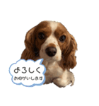 キャバリアさくらちゃんスタンプ（個別スタンプ：1）